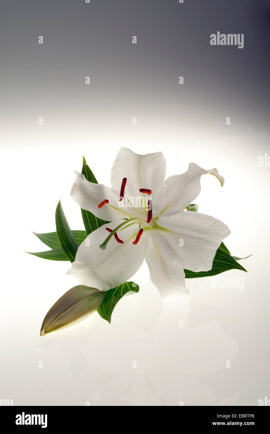 Lily 'Casa Blanca' fleur avec arrière-plan gradué Banque D'Images