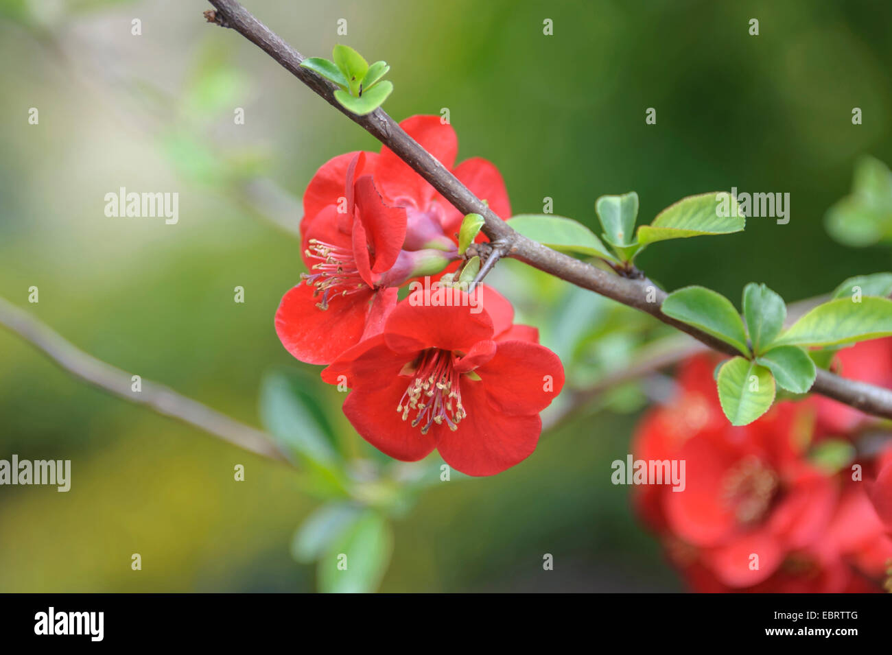 Coing ornementales, Chinois flowering quince (Chaenomeles speciosa 'Simonii', Chaenomeles speciosa Simonii), le cultivar Simonii Banque D'Images