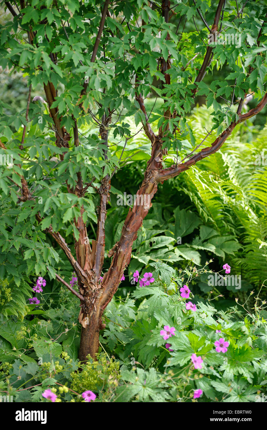 Paperbark maple (Acer griseum), dans un jardin d'ornement Banque D'Images