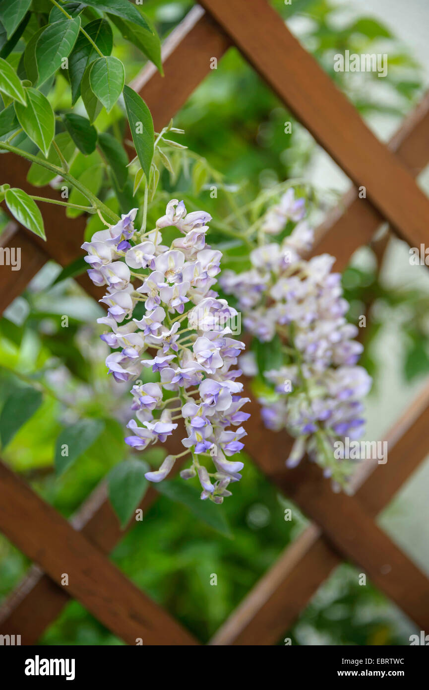 Glycine (Wisteria macrostachya Kentucky 'Blue Moon', Wisteria macrostachya) Blue Moon Blue Moon, le cultivar, blooming Banque D'Images