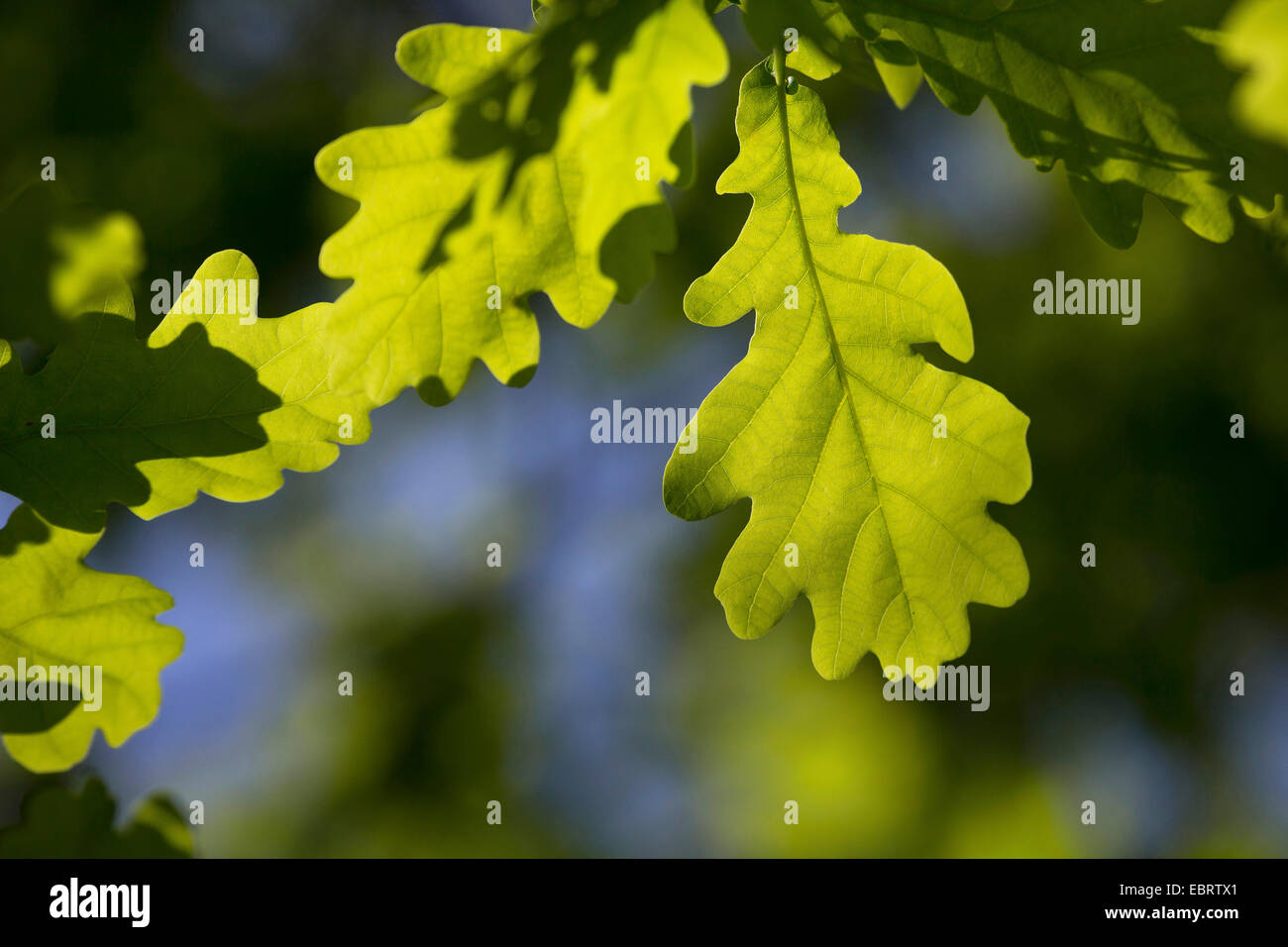 Le chêne commun, le chêne pédonculé, chêne pédonculé (Quercus robur), rétro-éclairage en feuille de chêne, Allemagne Banque D'Images