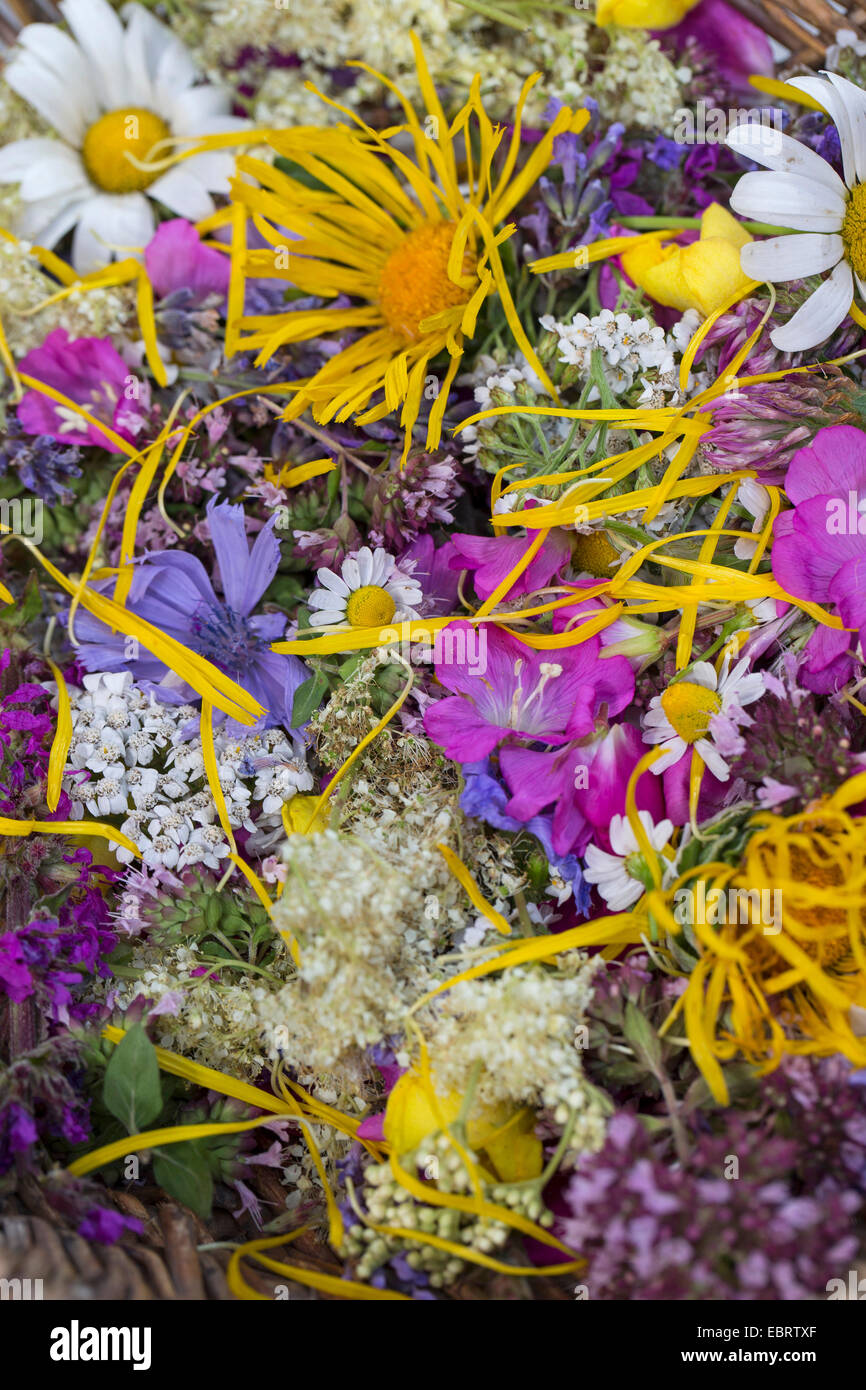 Pétales comestibles dans un panier, Allemagne Banque D'Images