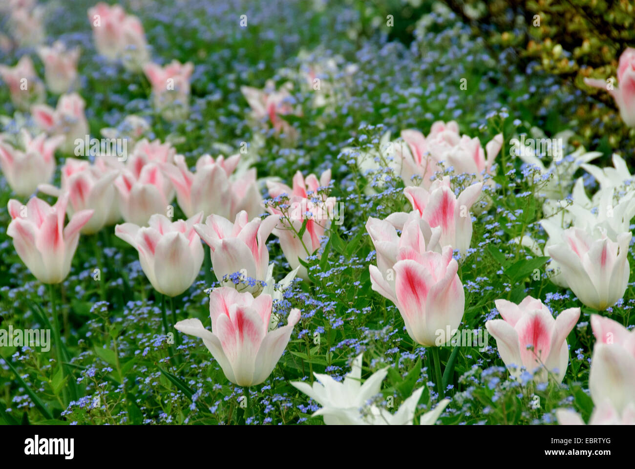 Jardin tulip (Tulipa 'Holland Chic', Tulipa Holland Chic), le cultivar sorte Holland et le cultivar blanc Chic Tulipa Trumphator Banque D'Images