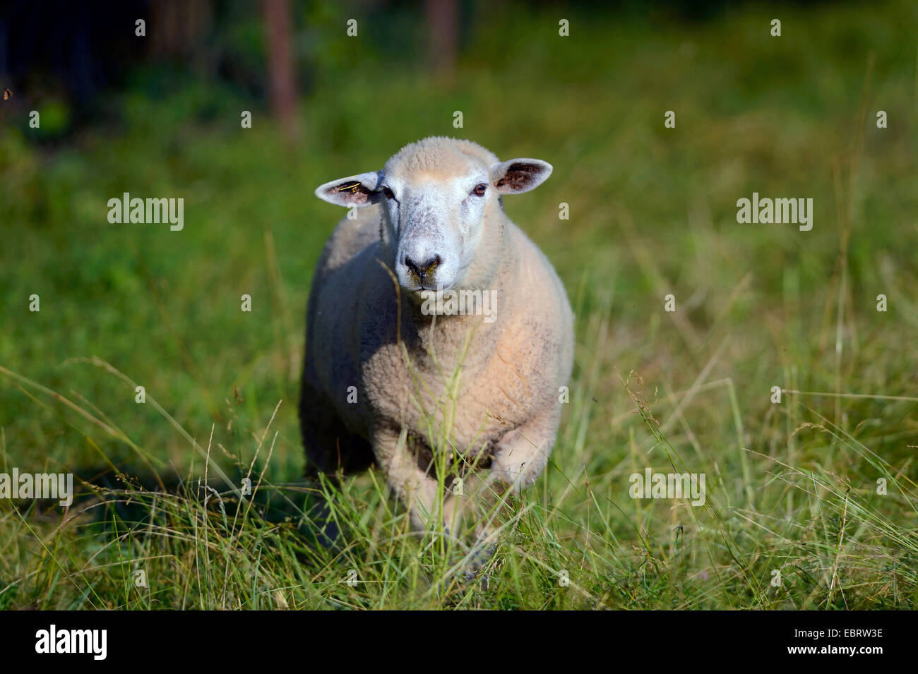 Le mouton domestique (Ovis ammon f. bélier), running on grass, Germany Banque D'Images