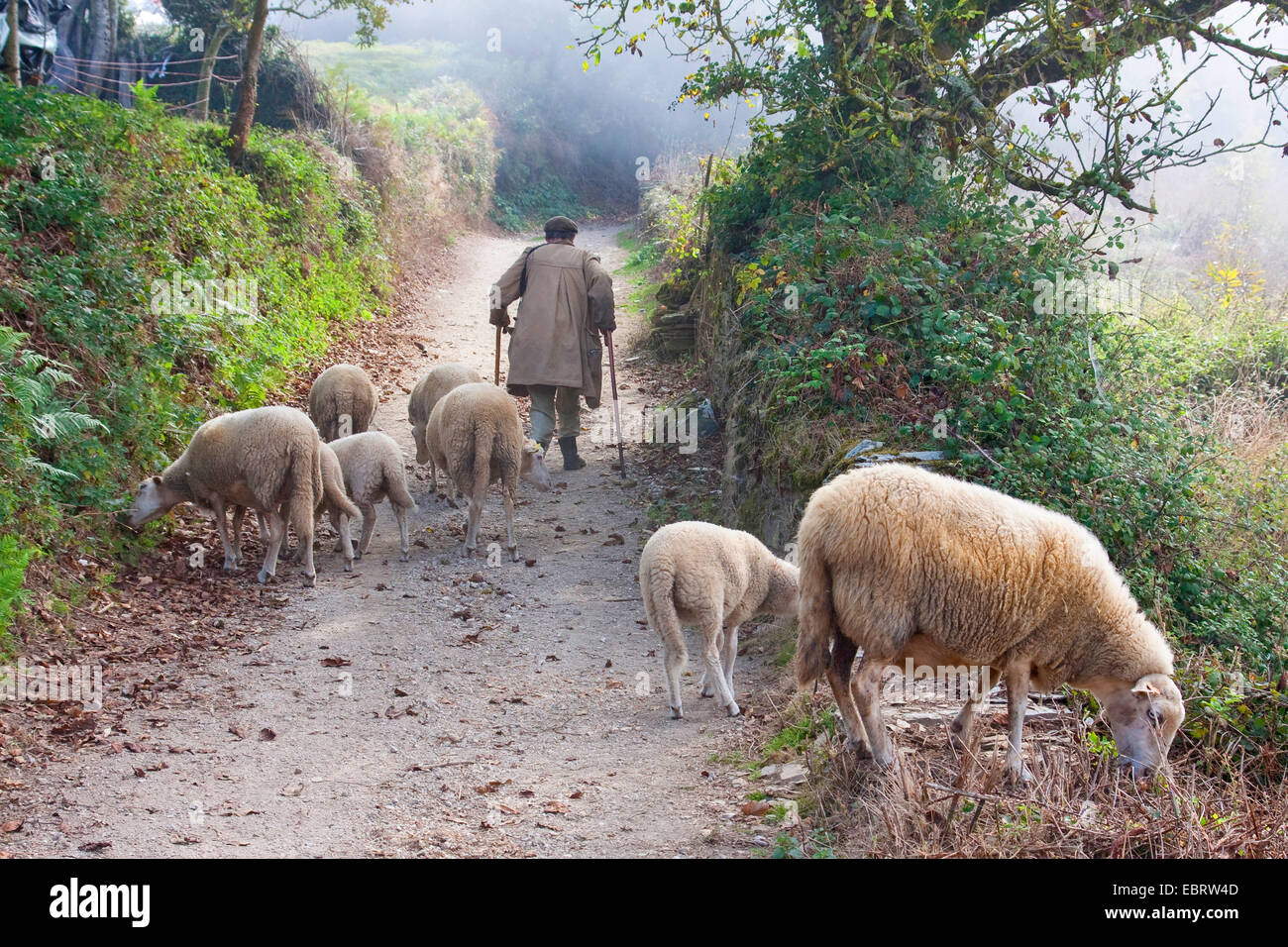 Chemin de Saint-Jacques de Compostelle, vieux berger avec son troupeau dans la brume du matin sur le chemin de Fontearcuda à Furela, Espagne, Galice, Lugo Banque D'Images