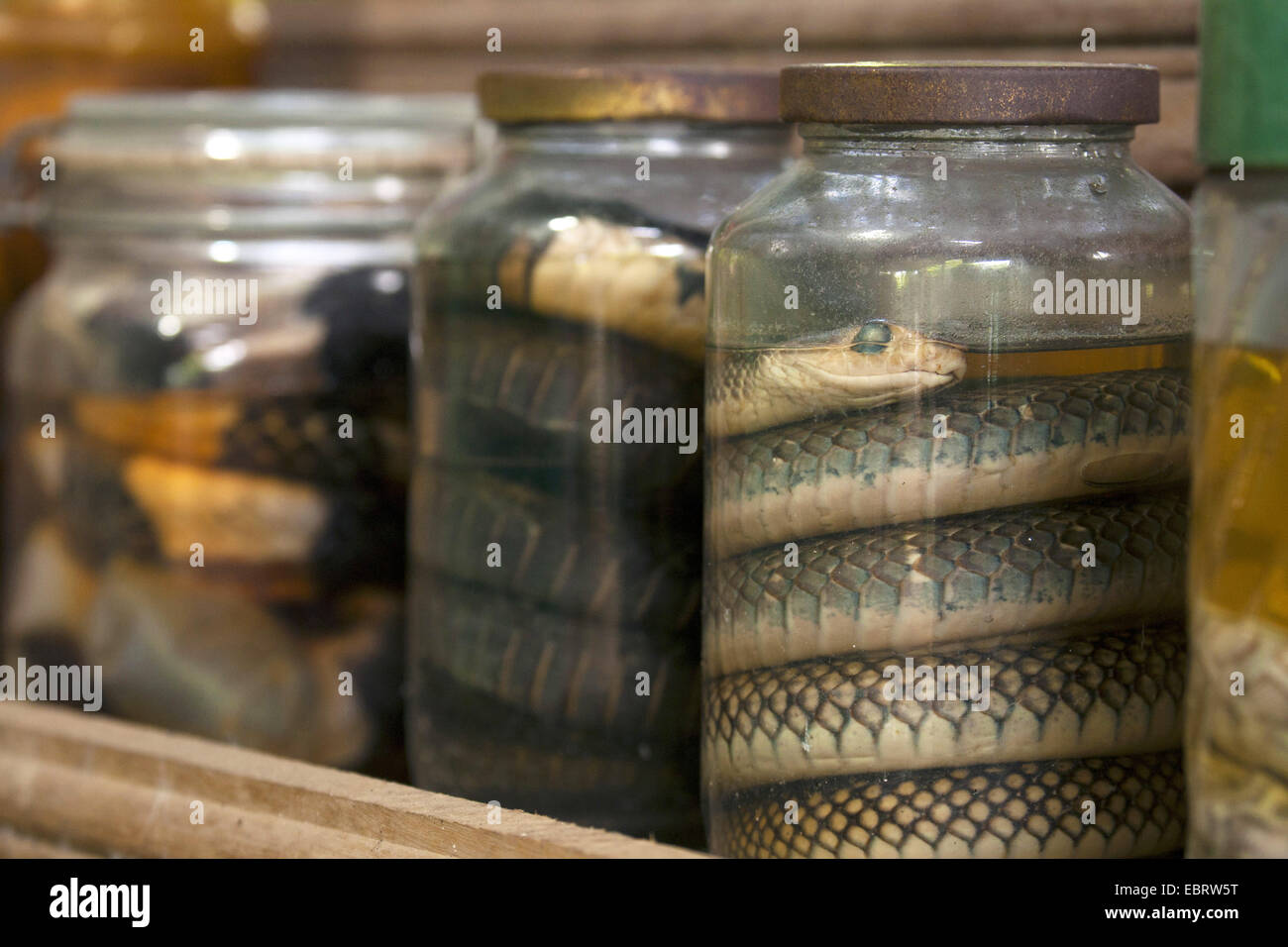 Yellow-bellied Couleuvre obscure Couleuvre obscure de l'Indochinois, (Ptyas korros), les conserves de serpents dans une solution de formaldéhyde, Thailande, Mae Sa Ferme aux serpents, Chiang Mai Banque D'Images