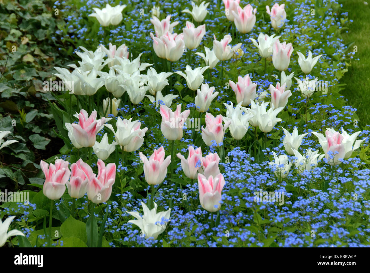 Jardin tulip (Tulipa 'Holland Chic', Tulipa Holland Chic), le cultivar sorte Holland et le cultivar blanc Chic Tulipa Trumphator Banque D'Images