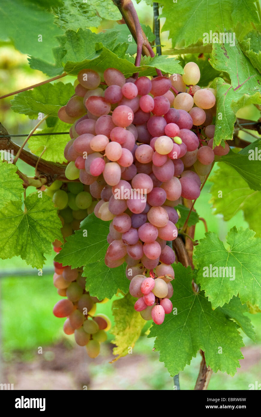 Vigne raisin, vigne (Vitis vinifera 'Katharina', Vitis vinifera cultivar Katharina Katharina), Banque D'Images