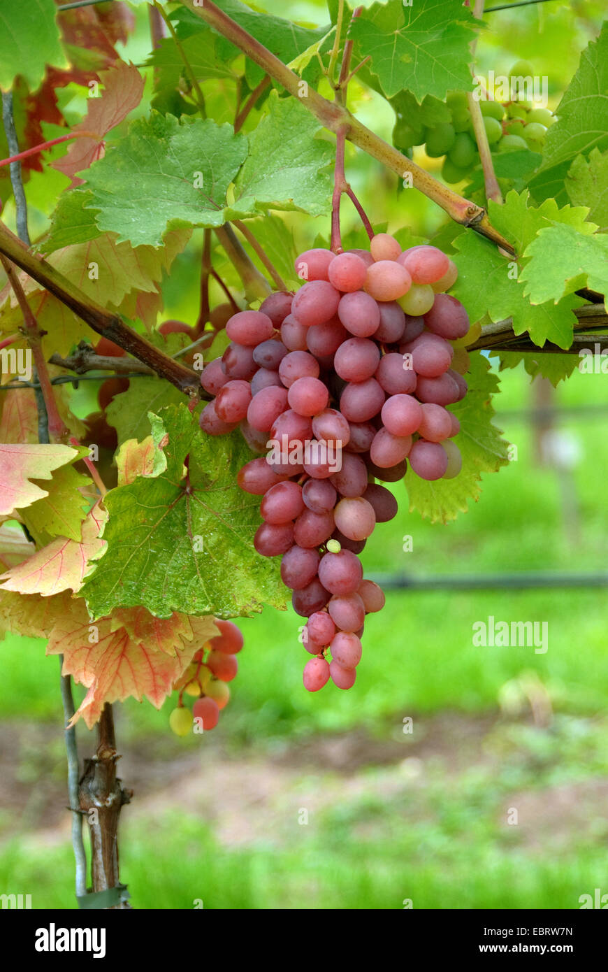 Vigne raisin, vigne (Vitis vinifera 'Katharina', Vitis vinifera cultivar Katharina Katharina), Banque D'Images