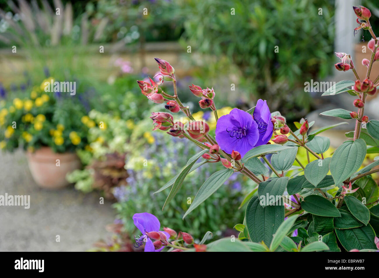 La princesse fleur, Tibouchina urvilleana gloire (bush), la floraison, l'Allemagne, Schleswig-Holstein Banque D'Images