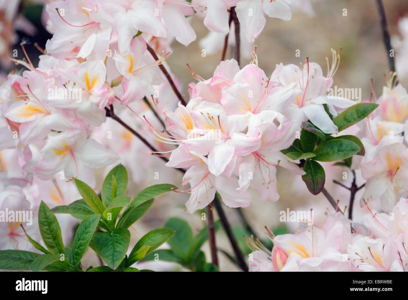 Azalée japonaise (Rhododendron 'Satomi', Rhododendron, Satomi Satomi) cultivar Banque D'Images