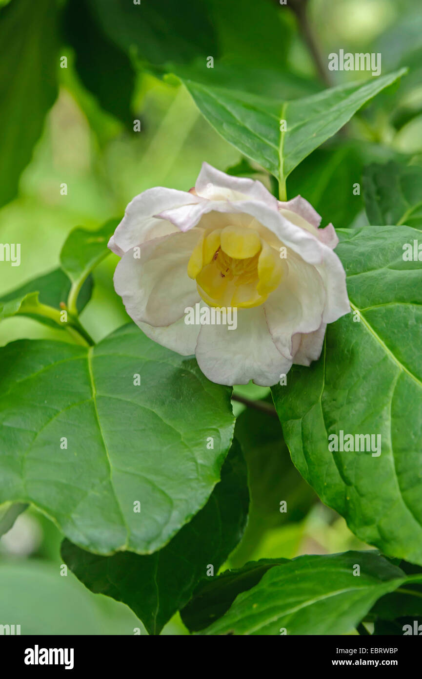 Piment de la Caroline (Sinocalycanthus chinensis, Calycanthus chinensis), de la direction générale avec des fleurs Banque D'Images