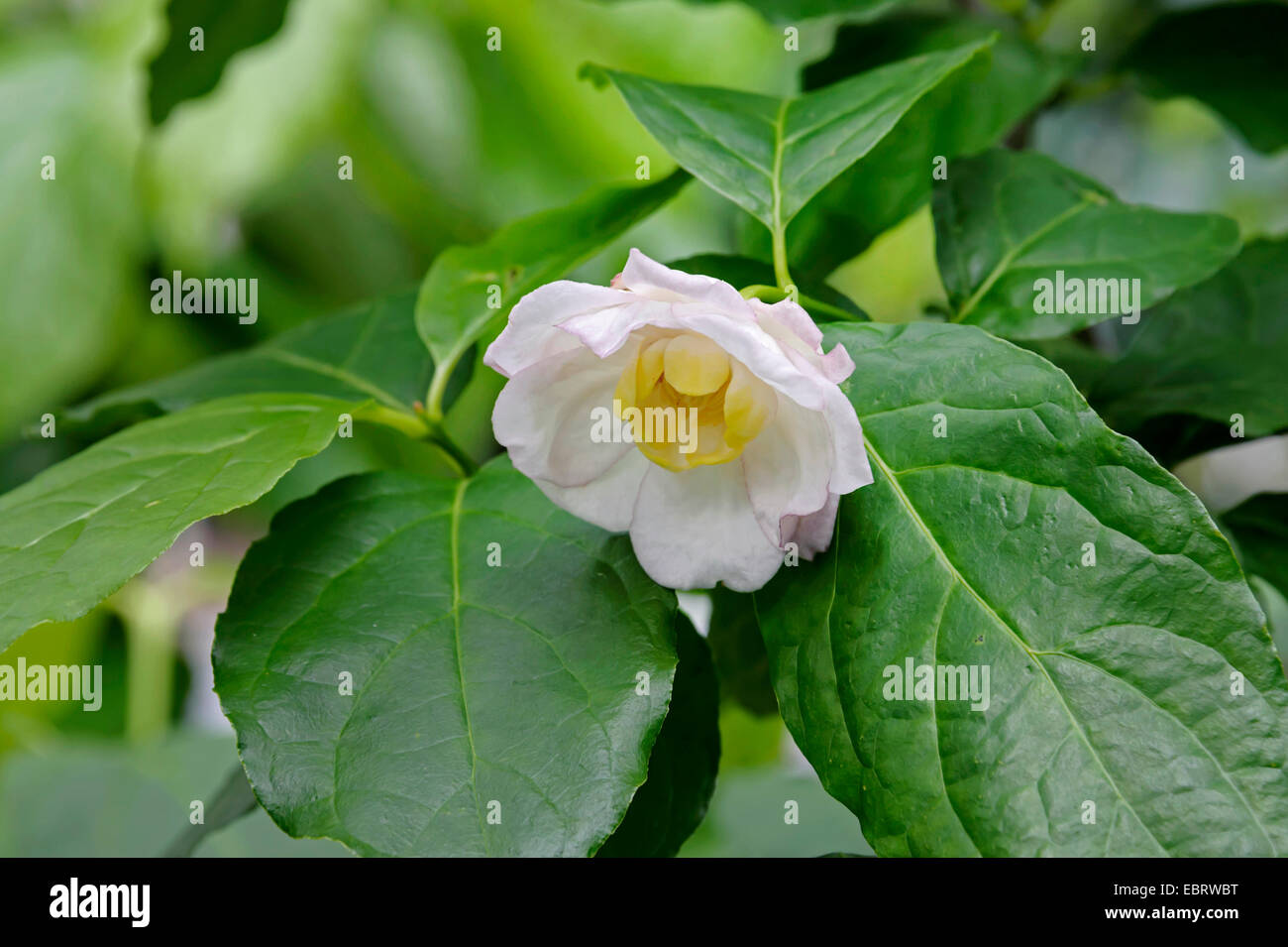 Piment de la Caroline (Sinocalycanthus chinensis, Calycanthus chinensis), branche avec fleur, Pays-Bas, Limbourg Banque D'Images