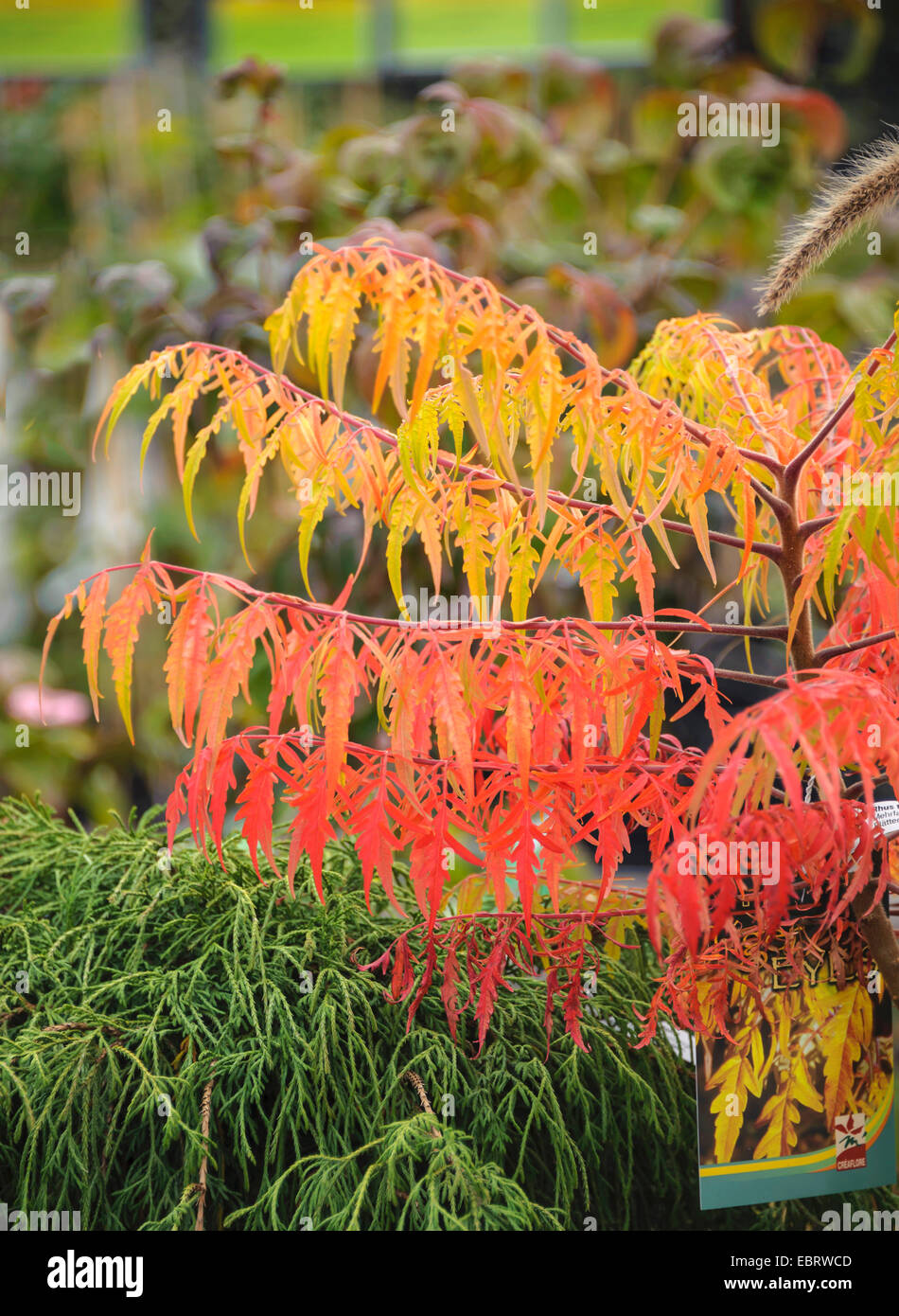 Staghorn sumach, corne de cerf (sumach Rhus typhina 'Tiger Eyes', Rhus typhina Tiger Eyes, Rhus hirta), le cultivar Tiger Eyes Banque D'Images