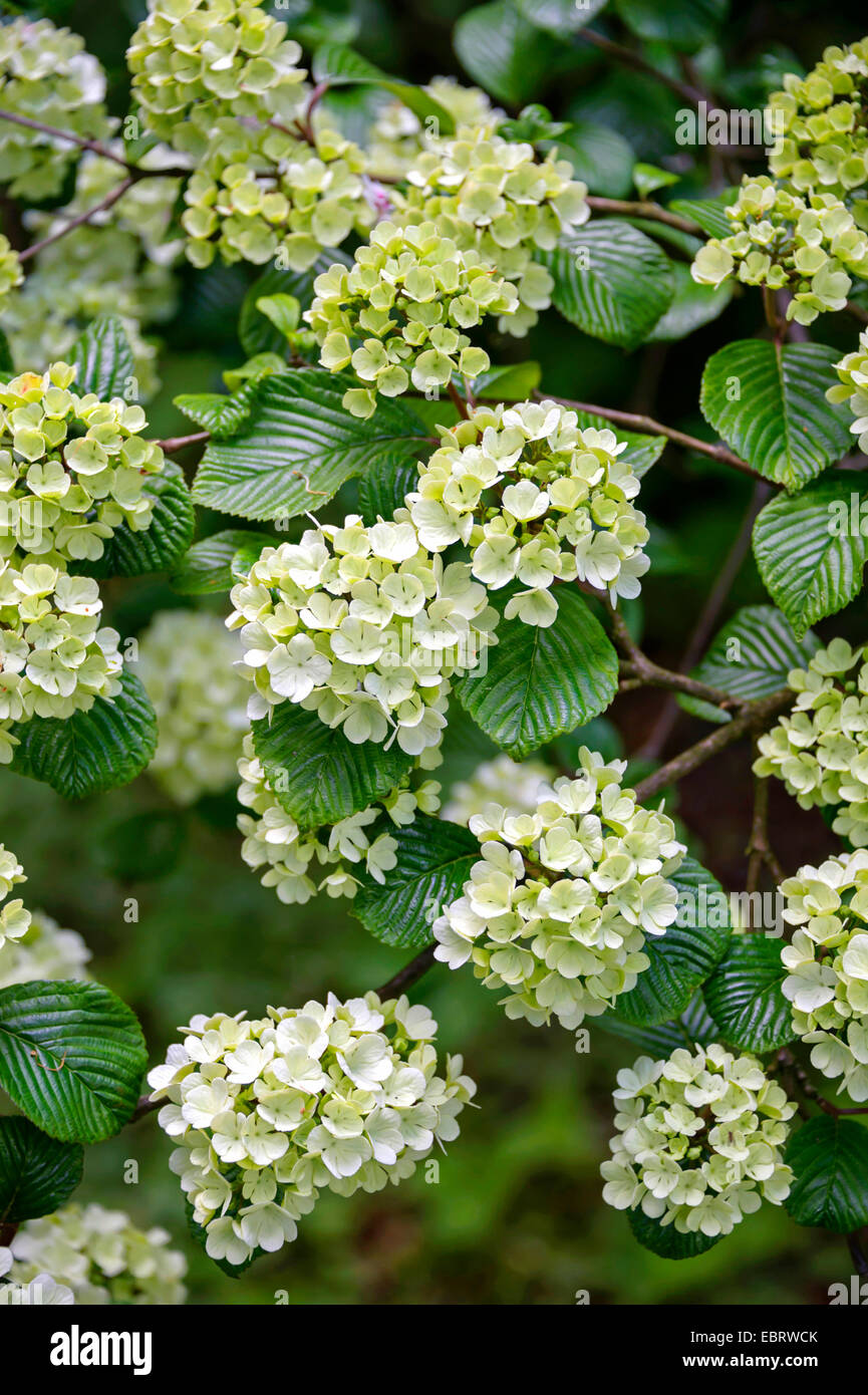 Viorne (Viburnum plicatum doublefile), blooming Banque D'Images