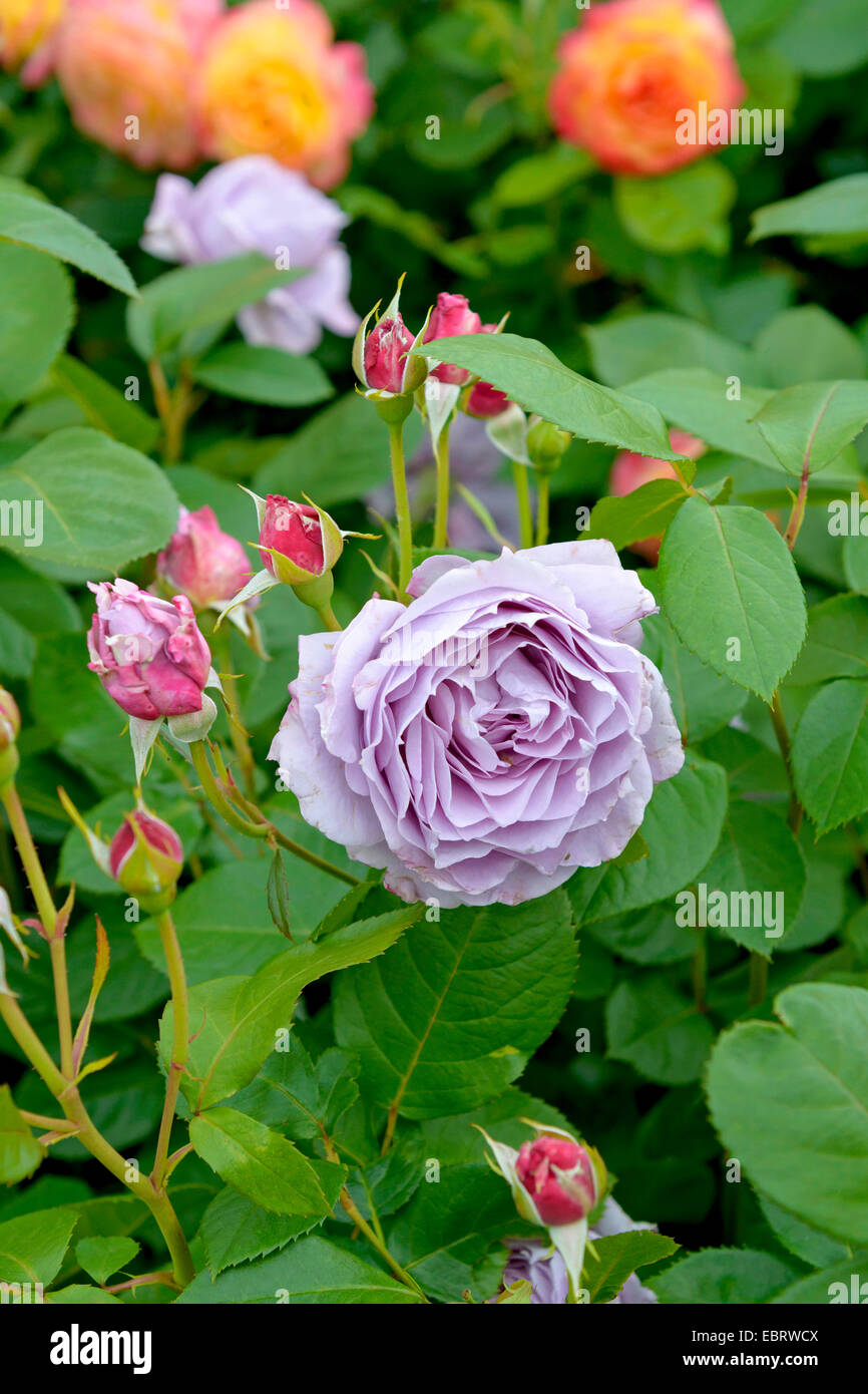 Rose (Rosa 'ornement' Novalis Novalis, Rosa), cultvar Novalis, Allemagne, Hambourg Banque D'Images