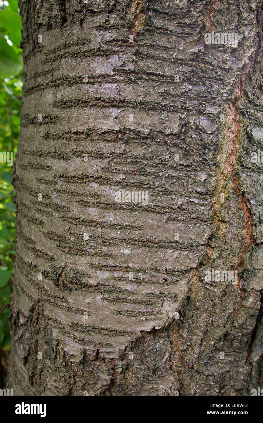 De cerise sauvage, cerise, gean, le merisier (Prunus avium), l'écorce, Allemagne Banque D'Images