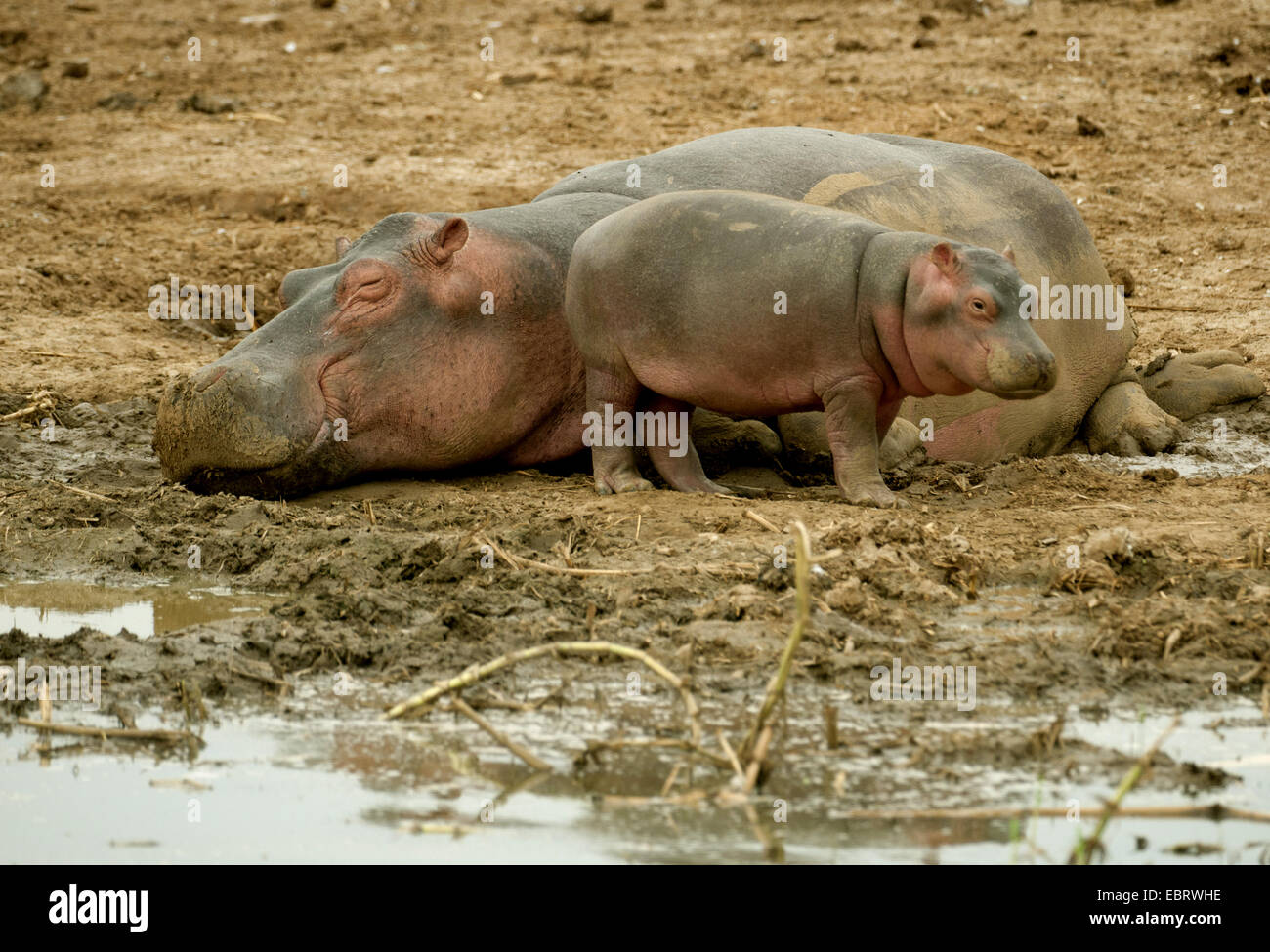 Hippopotame, hippopotame, hippopotame commun (Hippopotamus amphibius), la mère et l'enfant repose au canal de Kazinga, Ouganda Banque D'Images
