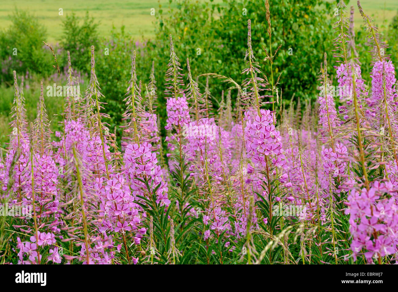 L'épilobe, blooming sally, Rosebay willow-herb, Grand willow-herb (Epilobium angustifolium, Chamerion angustifolium), qui fleurit sur une clairière, Allemagne Banque D'Images