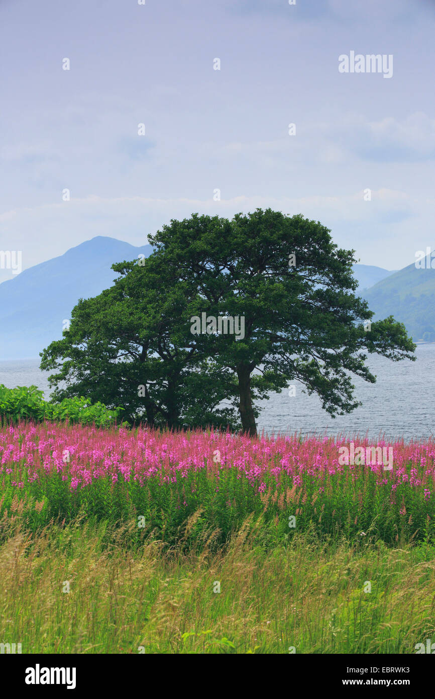 L'épilobe, blooming sally, Rosebay willow-herb, Grand willow-herb (Epilobium angustifolium, Chamerion angustifolium), Tree à l'inmidst Highlands écossais de l'épilobe Banque D'Images