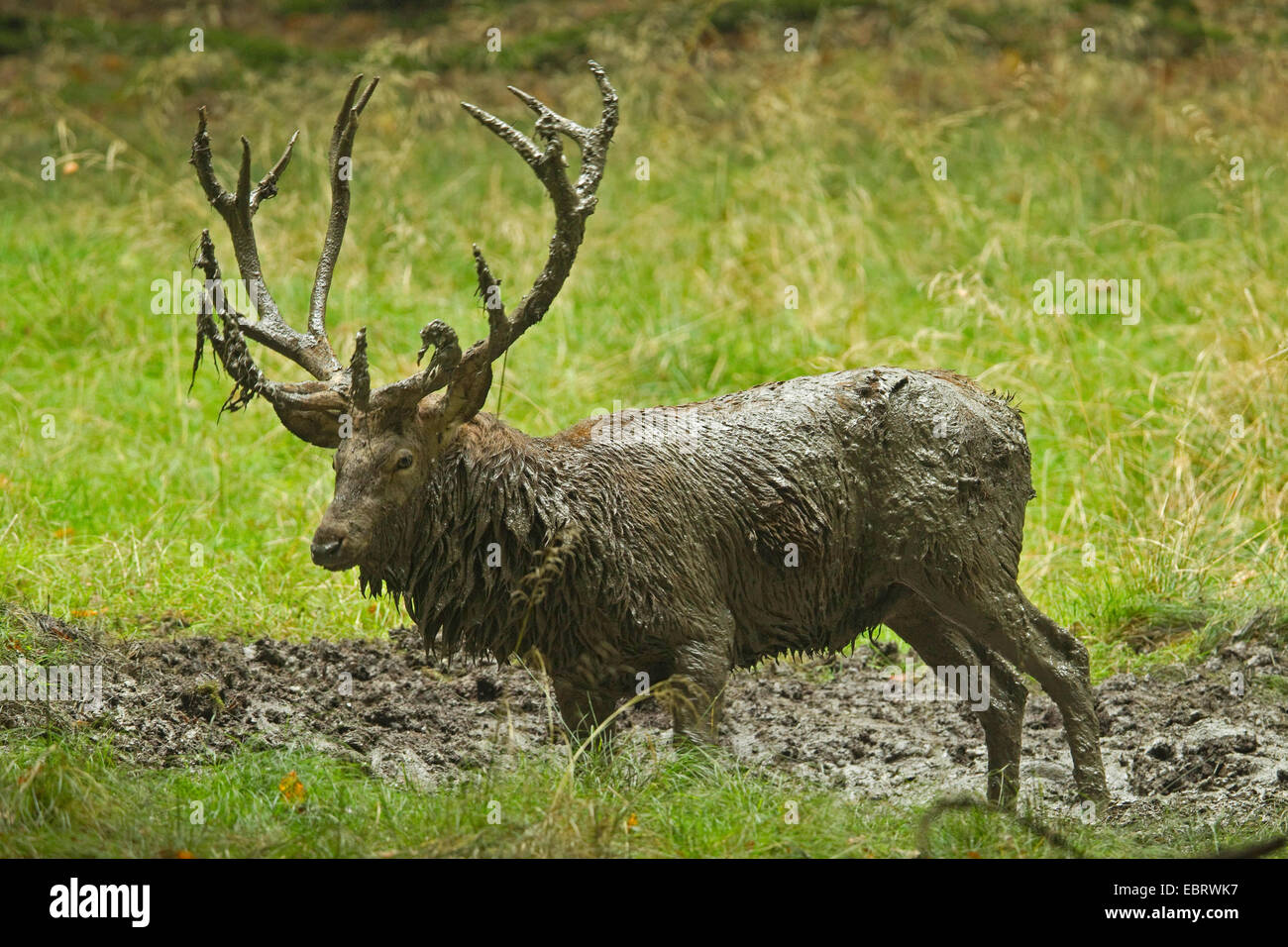 Red Deer (Cervus elaphus), stag après se vautrer, en Allemagne, en Rhénanie du Nord-Westphalie, Rhénanie-Palatinat Banque D'Images