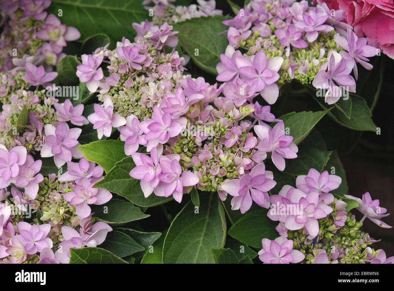 Hortensia jardin dentelle, cap hortensia (Hydrangea macrophylla 'Romance', Hydrangea macrophylla Romance), le cultivar de Romance, blooming Banque D'Images