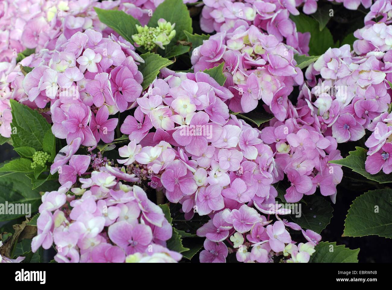 Hortensia jardin dentelle, cap hortensia (Hydrangea macrophylla 'Messalina', Hydrangea macrophylla) Messaline Messaline, cultivar, blooming Banque D'Images