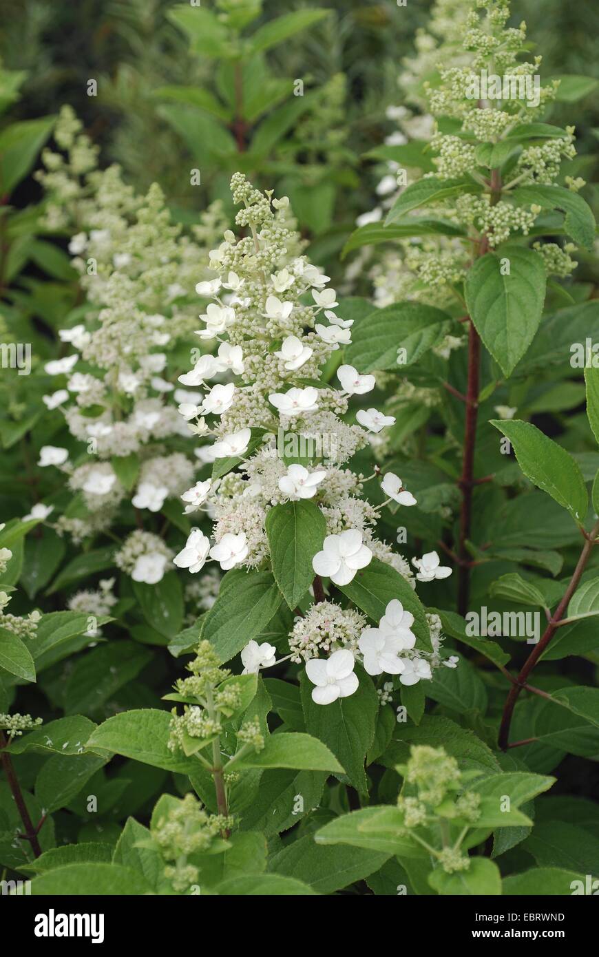 Panicule hortensia (Hydrangea paniculata 'Tardiva', Hydrangea paniculata Tardiva), culivar Tardiva, blooming Banque D'Images