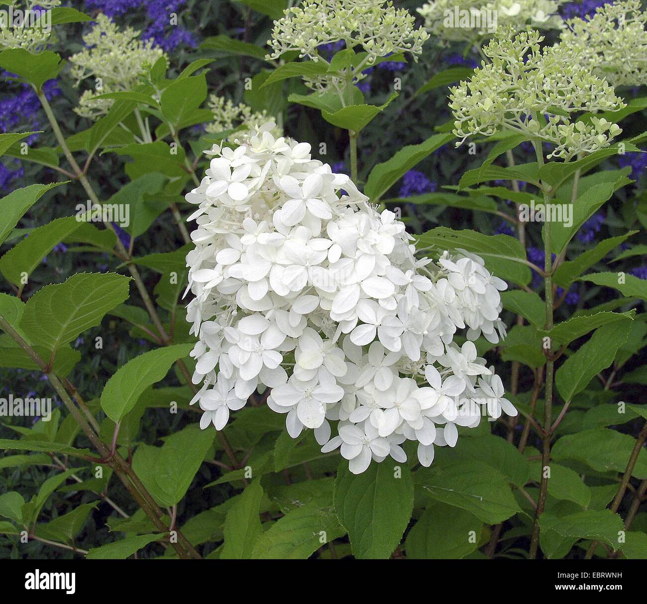 Panicule hortensia (Hydrangea paniculata 'Limelight', Hydrangea paniculata Limelight Limelight), le cultivar, blooming Banque D'Images
