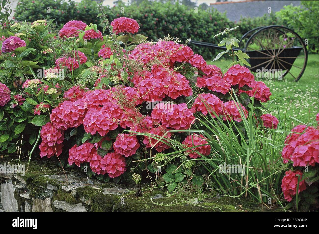 Hortensia jardin dentelle, cap hortensia (Hydrangea macrophylla 'Masja', Hydrangea macrophylla Masja), le cultivar Masja, blooming Banque D'Images