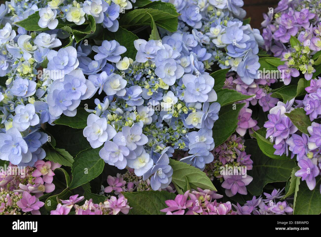 Hortensia jardin dentelle, cap hortensia (Hydrangea macrophylla 'Forever', Hydrangea macrophylla pour toujours), le cultivar Forever, blooming Banque D'Images