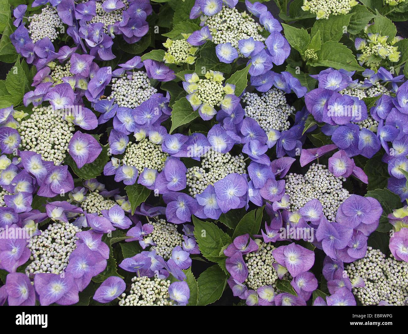 Hortensia jardin dentelle, cap hortensia (Hydrangea macrophylla 'Blaumeise', Hydrangea macrophylla Blaumeise), le cultivar Blaumeise, blooming Banque D'Images