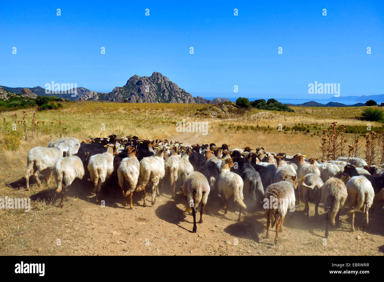 Moutons dans desert des Agriates, France, Corse, les Agriates, Saint Florent Banque D'Images