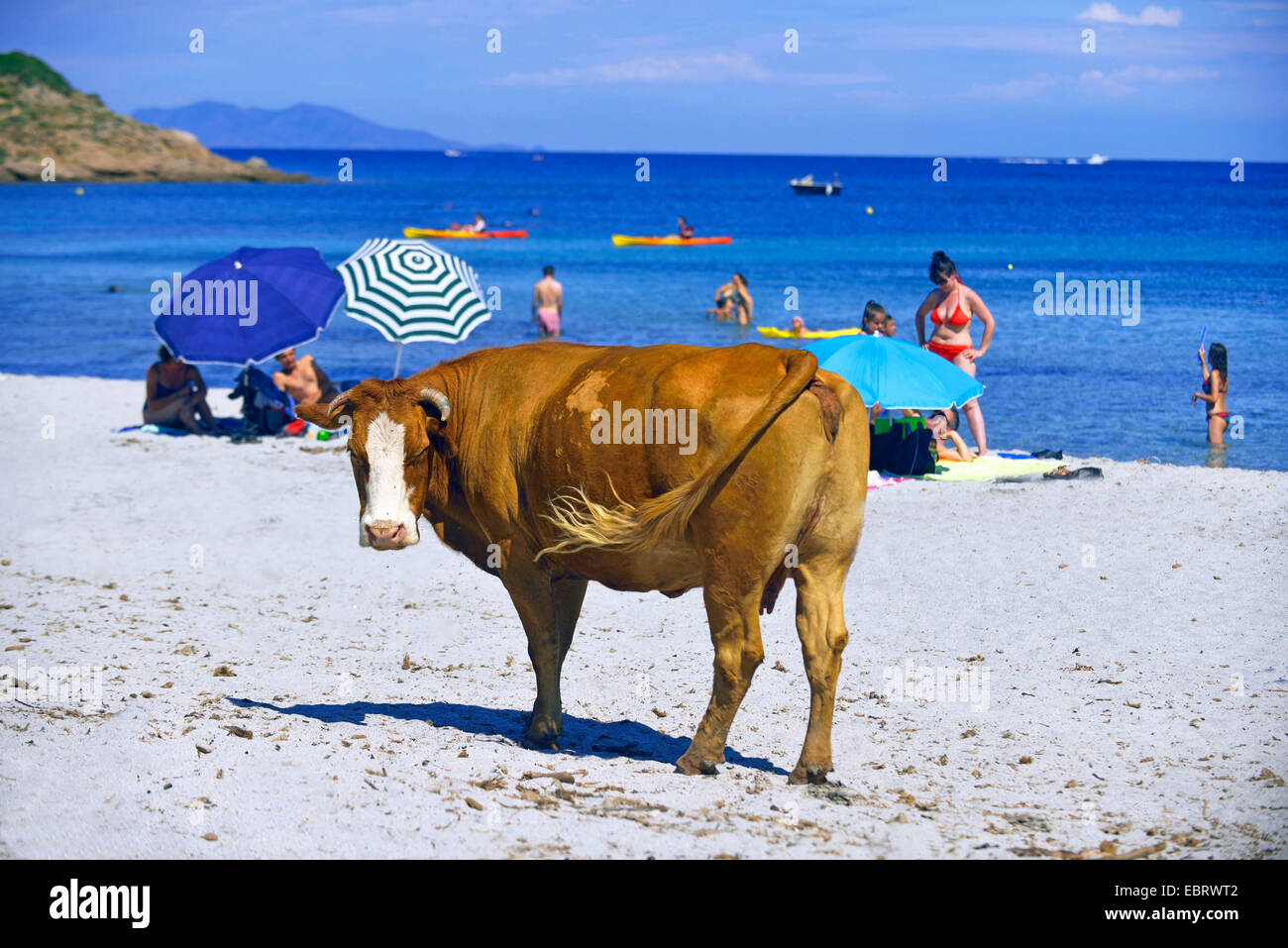 Les Bovins Domestiques Bos Primigenius F Taurus Vache