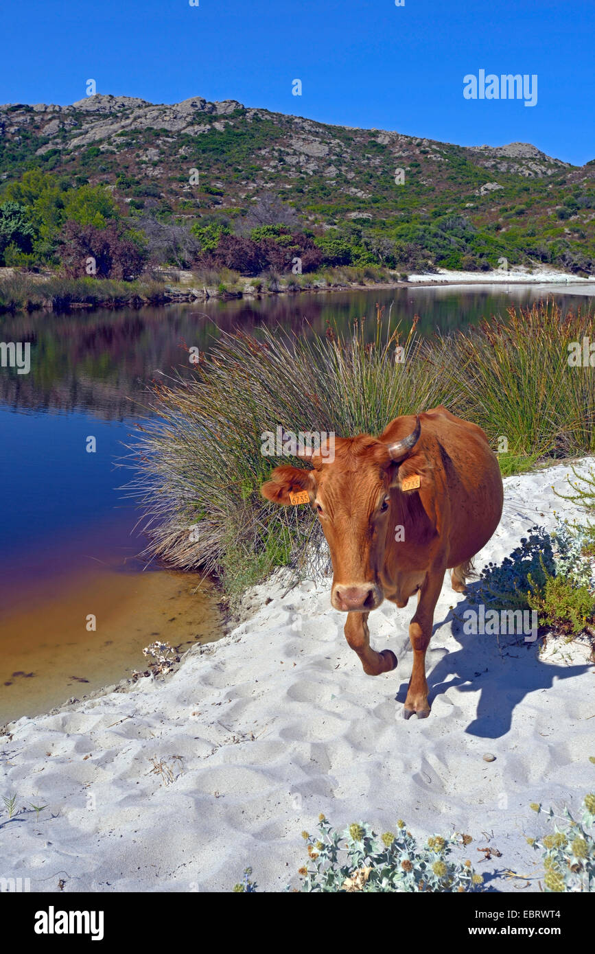 Les bovins domestiques (Bos primigenius f. taurus), vache dans le nord de la Corse sur la plage de Saleccia, Agriates une île près de la ville de Saint Florent, France, Corse, Saint Florent Banque D'Images