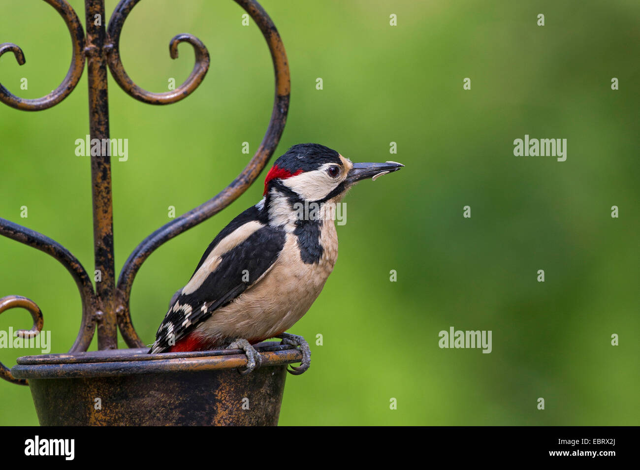 Great spotted woodpecker (Picoides major, Dendrocopos major), homme sur le siège d'alimentation sur jardin, Allemagne Banque D'Images