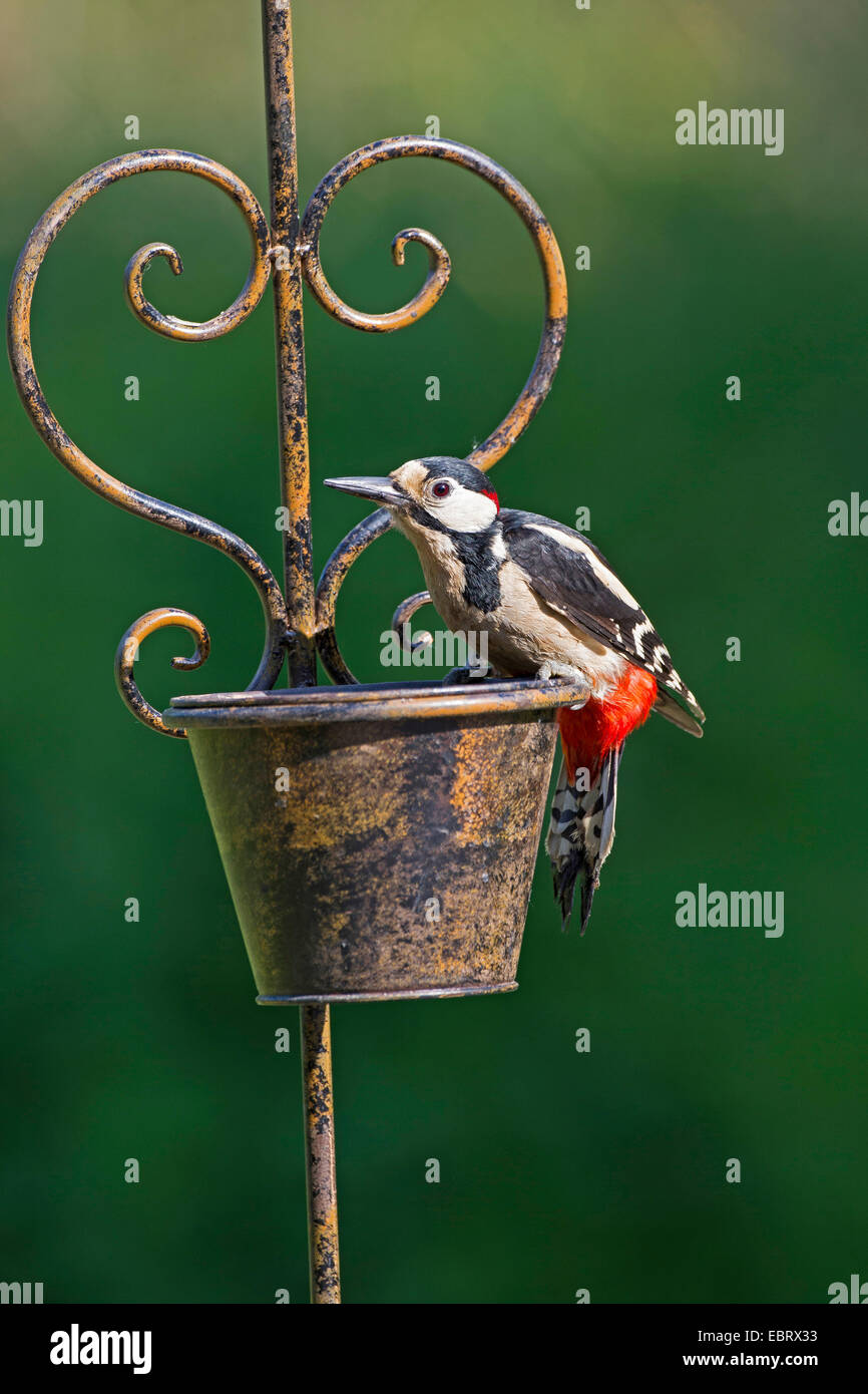Great spotted woodpecker (Picoides major, Dendrocopos major), homme sur le siège d'alimentation sur décoration de jardin , Allemagne Banque D'Images