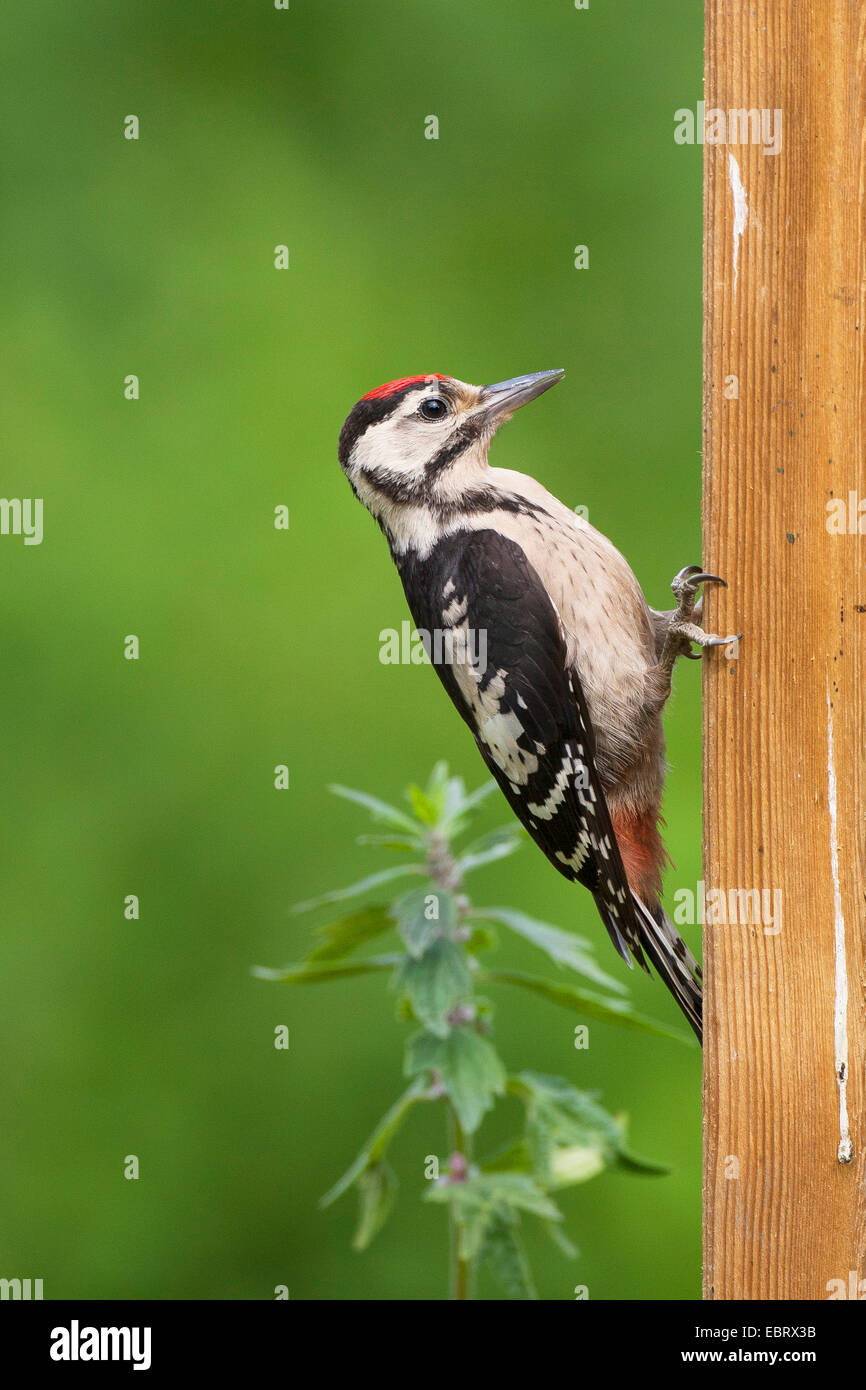 Great spotted woodpecker (Picoides major, Dendrocopos major), les jeunes à pic une clôture en bois , Allemagne Banque D'Images