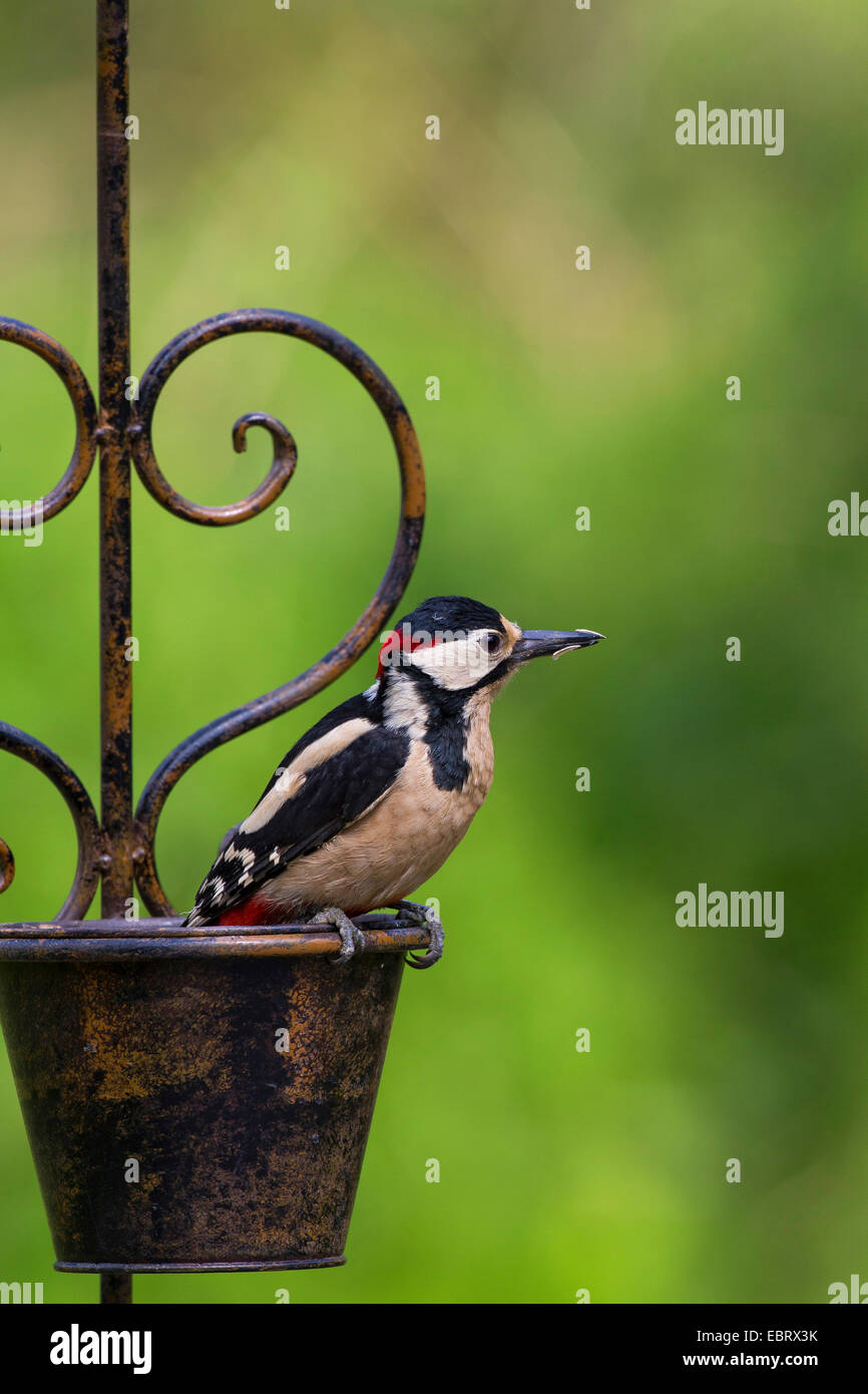 Great spotted woodpecker (Picoides major, Dendrocopos major), homme sur le siège d'alimentation sur jardin, Allemagne Banque D'Images