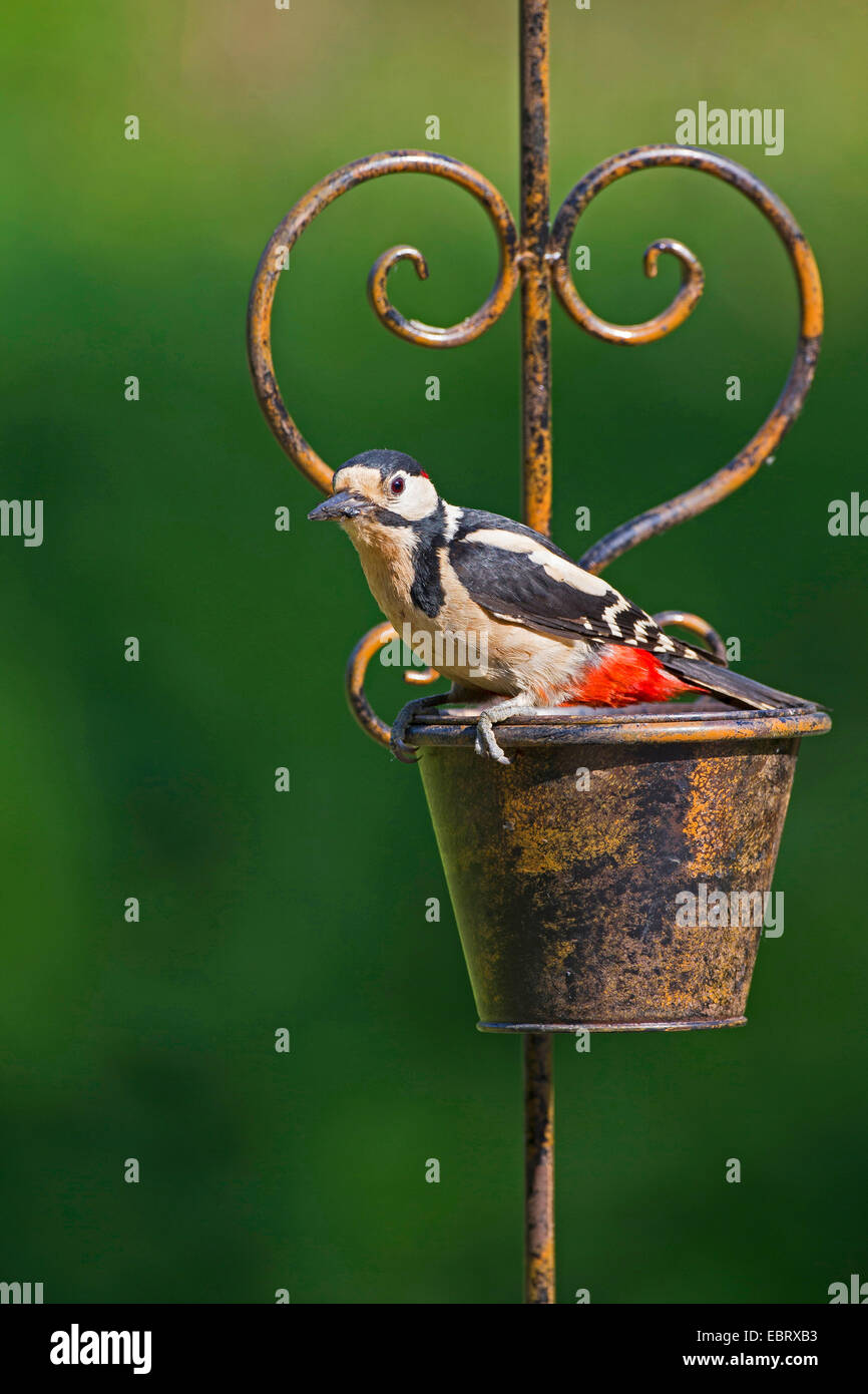Great spotted woodpecker (Picoides major, Dendrocopos major), homme sur le siège d'alimentation sur décoration de jardin , Allemagne Banque D'Images