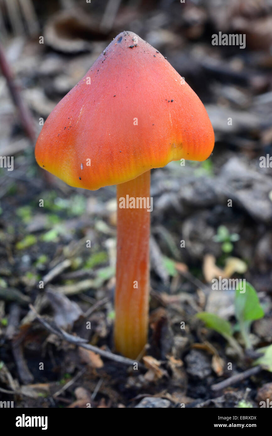 Hygrocybe persistens waxcap persistantes (), sur les friches industrielles dans la région de la Ruhr, en Allemagne, en Rhénanie du Nord-Westphalie, région de la Ruhr, Duisburg Banque D'Images