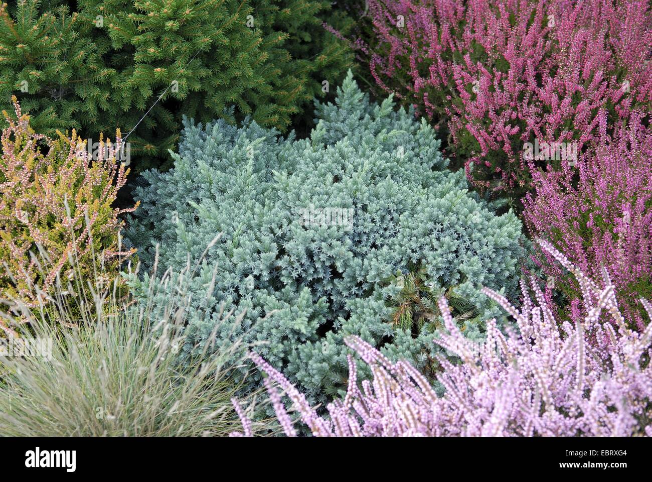 Blue Star Genévrier (Juniperus squamata 'Blue star', Juniperus squamata Blue Star), le cultivar Blue Star dans un jardin avec Calluna Banque D'Images