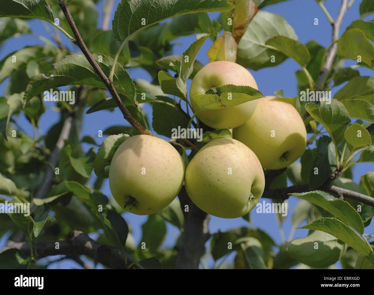 Pommier (Malus domestica 'Golden Delicious', Malus domestica Golden Delicious), le cultivar Golden Delicious, la pomme sur un arbre Banque D'Images