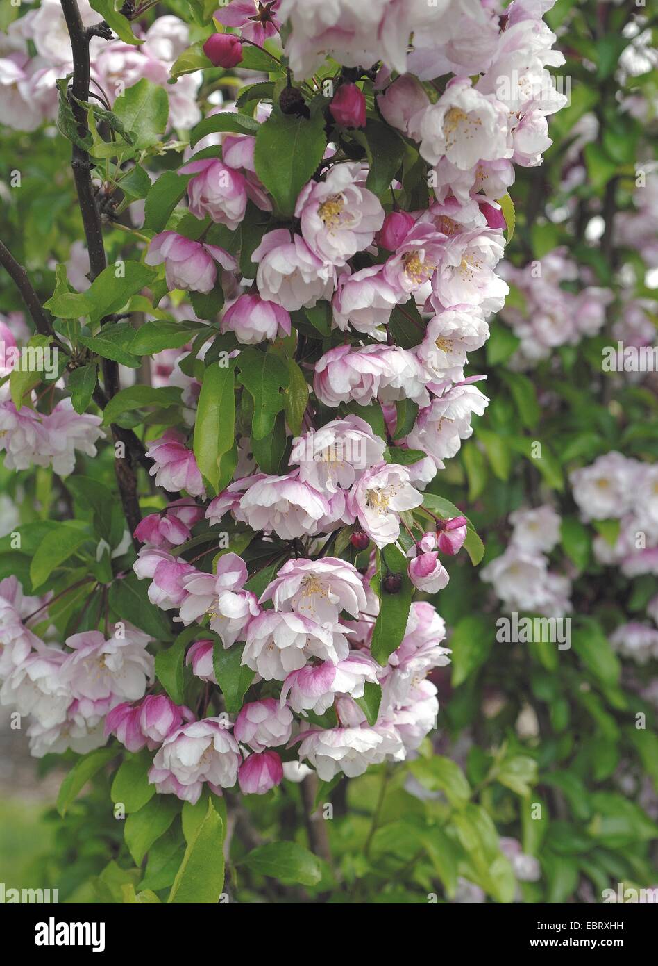 Pommier (Malus 'Van Eseltine Malus Van Eseltine', cultivar), Van Eseltine, blooming Banque D'Images