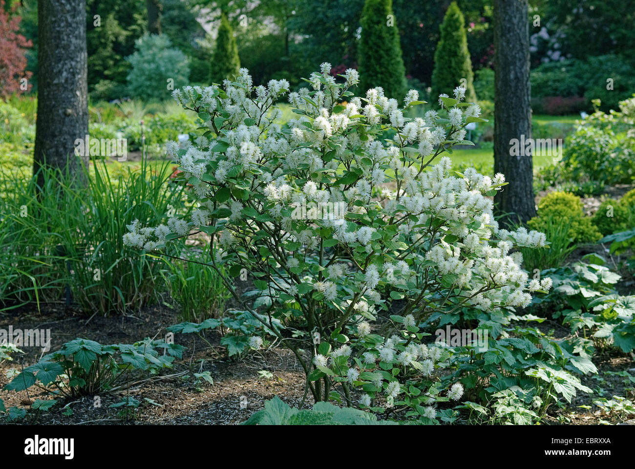 Witchalder (Fothergilla gardenii), blooming Banque D'Images