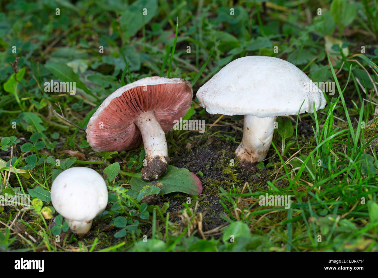 Champignons sur le terrain (Agaricus campestris), dans un pré, Allemagne Banque D'Images