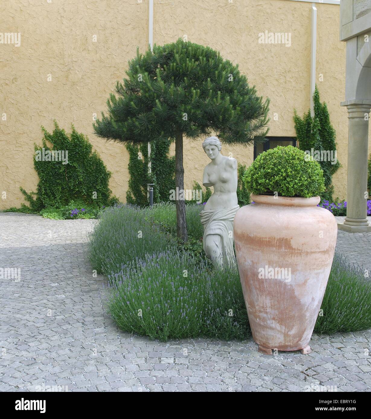 En pin cembro, italien, en pin pin parasol (Pinus pinea), dans un parterre de fleurs de lavande Banque D'Images