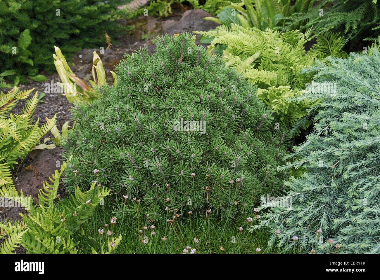 Le pin mugo, pin (Pinus mugo 'Mops' Pinus mugo mops), le cultivar Mops Banque D'Images