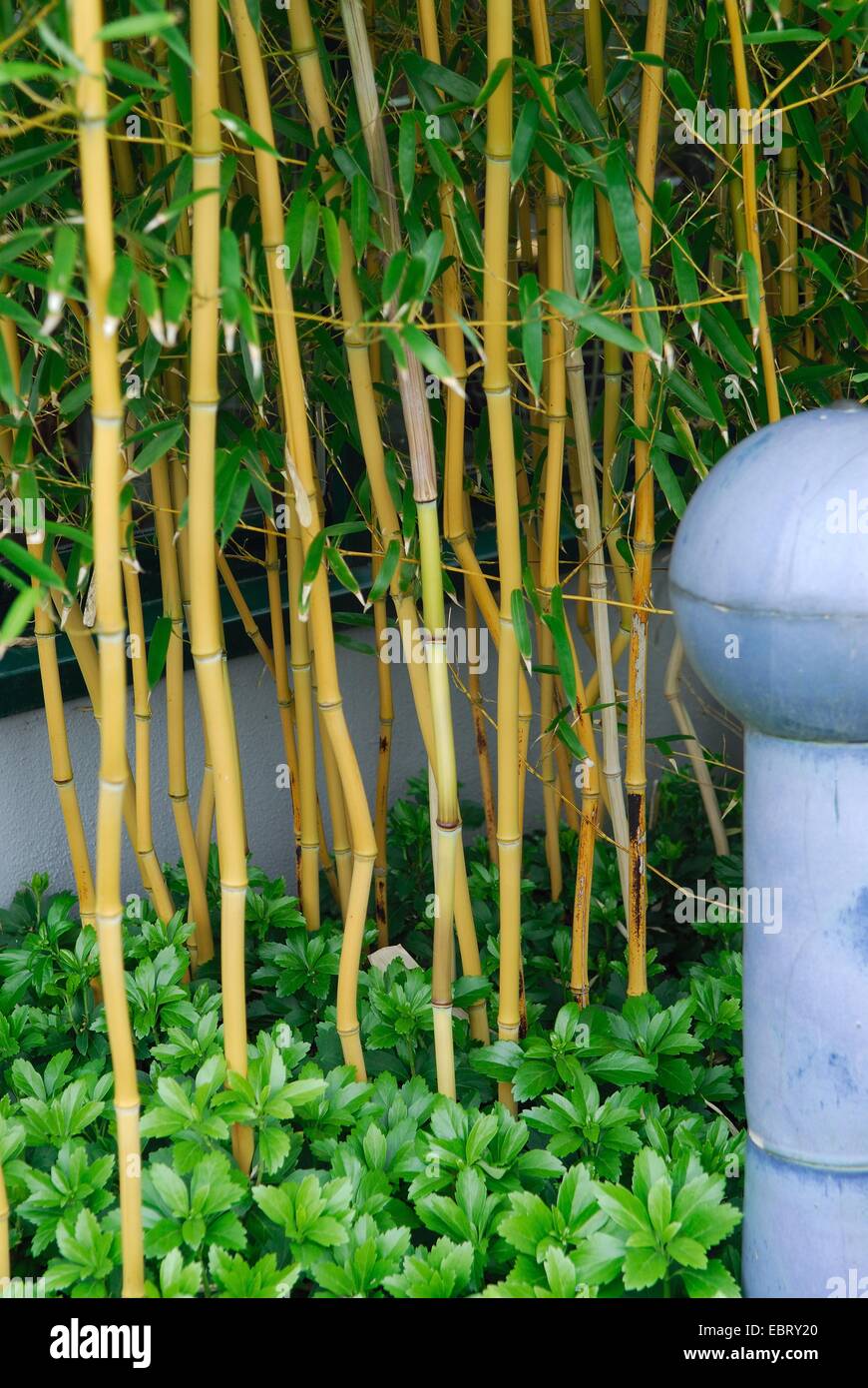 La gorge jaune bambou (Phyllostachys aureosulcata 'Spectabilis' Phyllostachys aureosulcata spectabilis), cultivar, Spectabilis pousses, avec Pachysandra terminalis Banque D'Images