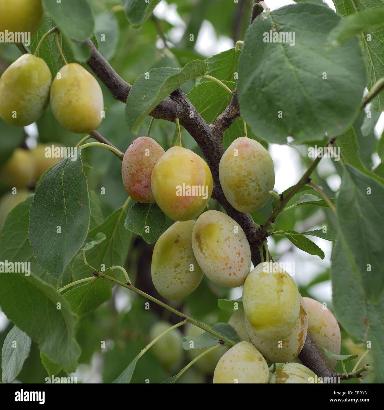 Prunier européen (Prunus domestica 'Tipala', Prunus domestica Tipala), le cultivar Tipala Banque D'Images